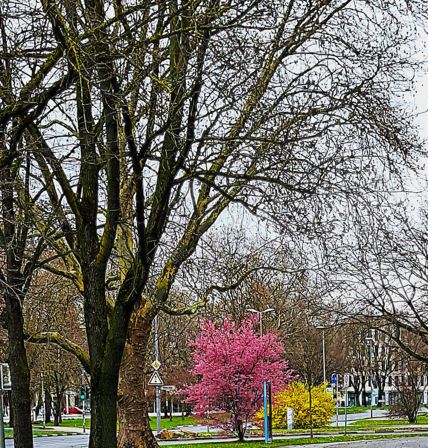 Bl&uuml;ten im M&auml;rz. Foto E. Haerter