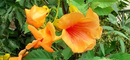 Gelbe Spätsommerblüte. Foto: E. Haerter